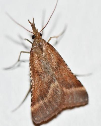 Réf. 286 760 : Synaphe punctalis